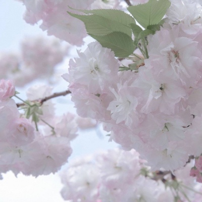 兽设故事创作思路福瑞群